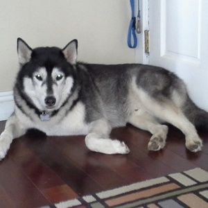 Meet your Posher, Gloria